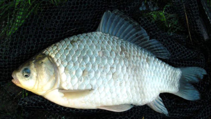 Carassius auratus_06.jpg